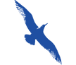 Cape Air